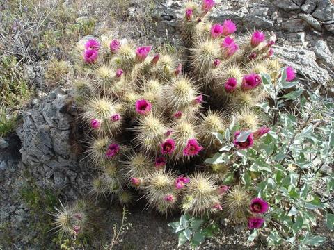 Desert Flowers 1