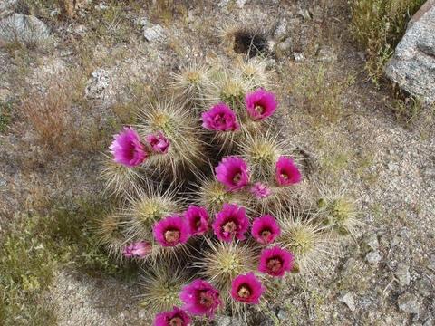 Desert Flowers 2
