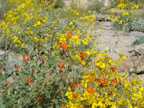 Desert Flowers 3