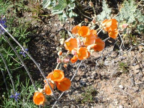 Desert Flowers 4