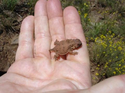 Horned Lizard