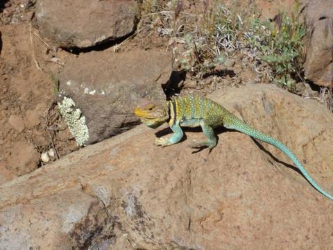 Phoenix Hiking Lizard