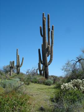 Phoenix Hiking Large Saguaro