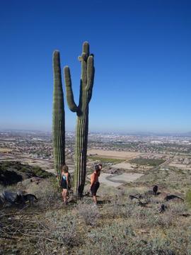 A Saguaro Cactus on South Mountain
