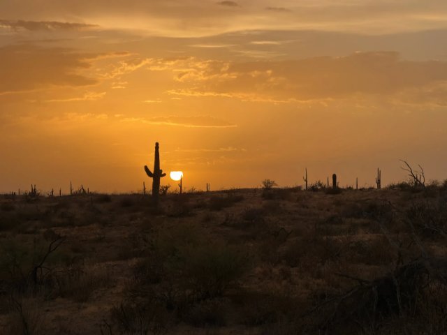 Saguaro cactus silhouetted against a golden sunset in the Sonoran Desert