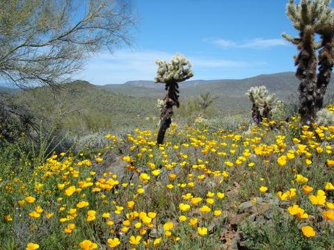 Phoenix Wildflower Hiking