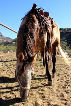 Private Horseback Riding