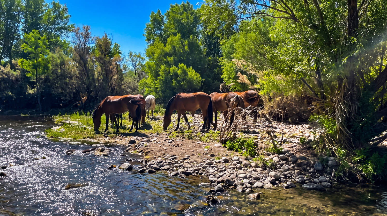 Lower Salt River Rafting & Wildlife Adventure