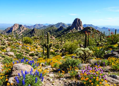 Tom's Thumb Hiking &mdash; Guided Scottsdale Desert Trek