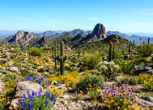 Tom's Thumb Hiking &mdash; Guided Scottsdale Desert Trek